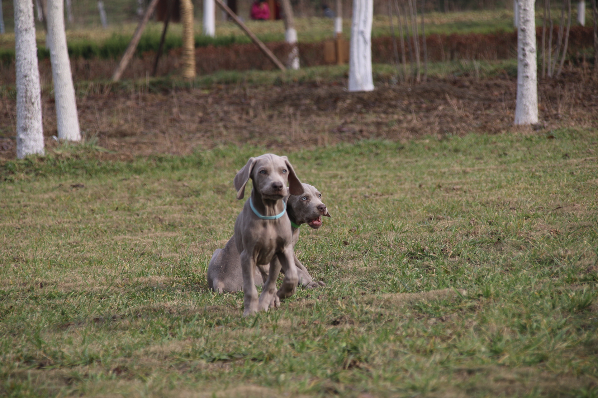 哪卖纯种德国威玛猎犬高品质魏玛犬公母都有魏玛家园犬舍