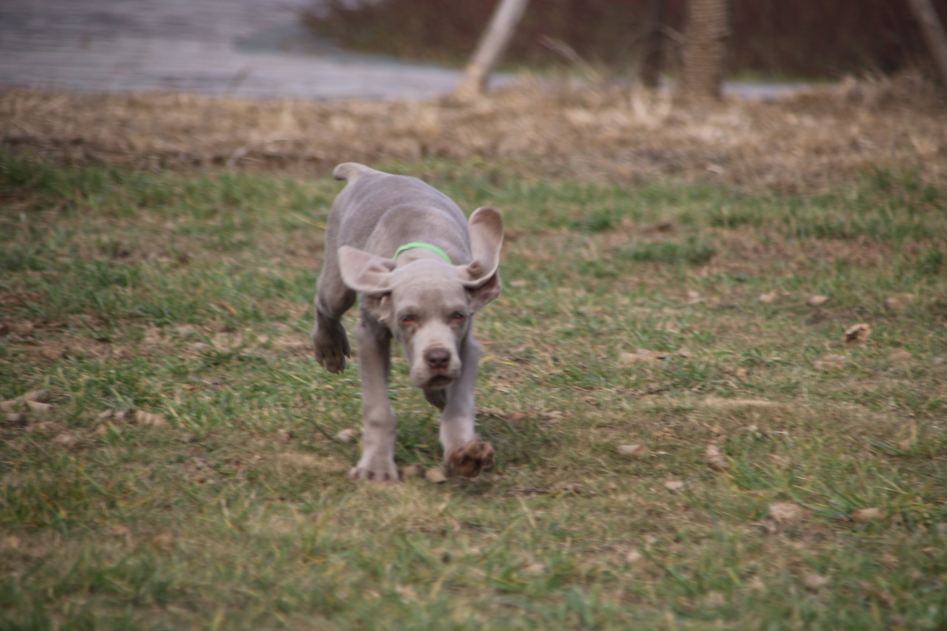 哪卖纯种德国威玛猎犬高品质魏玛犬公母都有魏玛家园犬舍