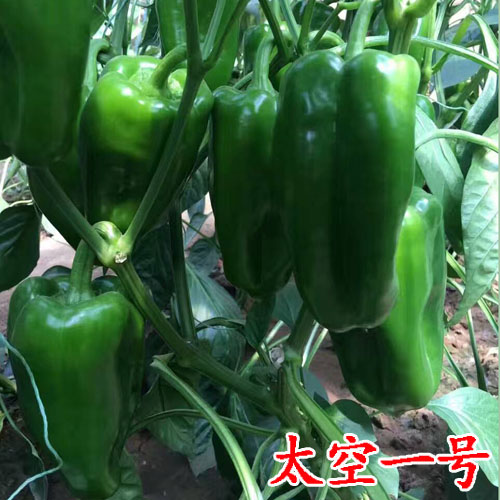 科尔种业供应太空一号 长方椒品种 太空椒种子