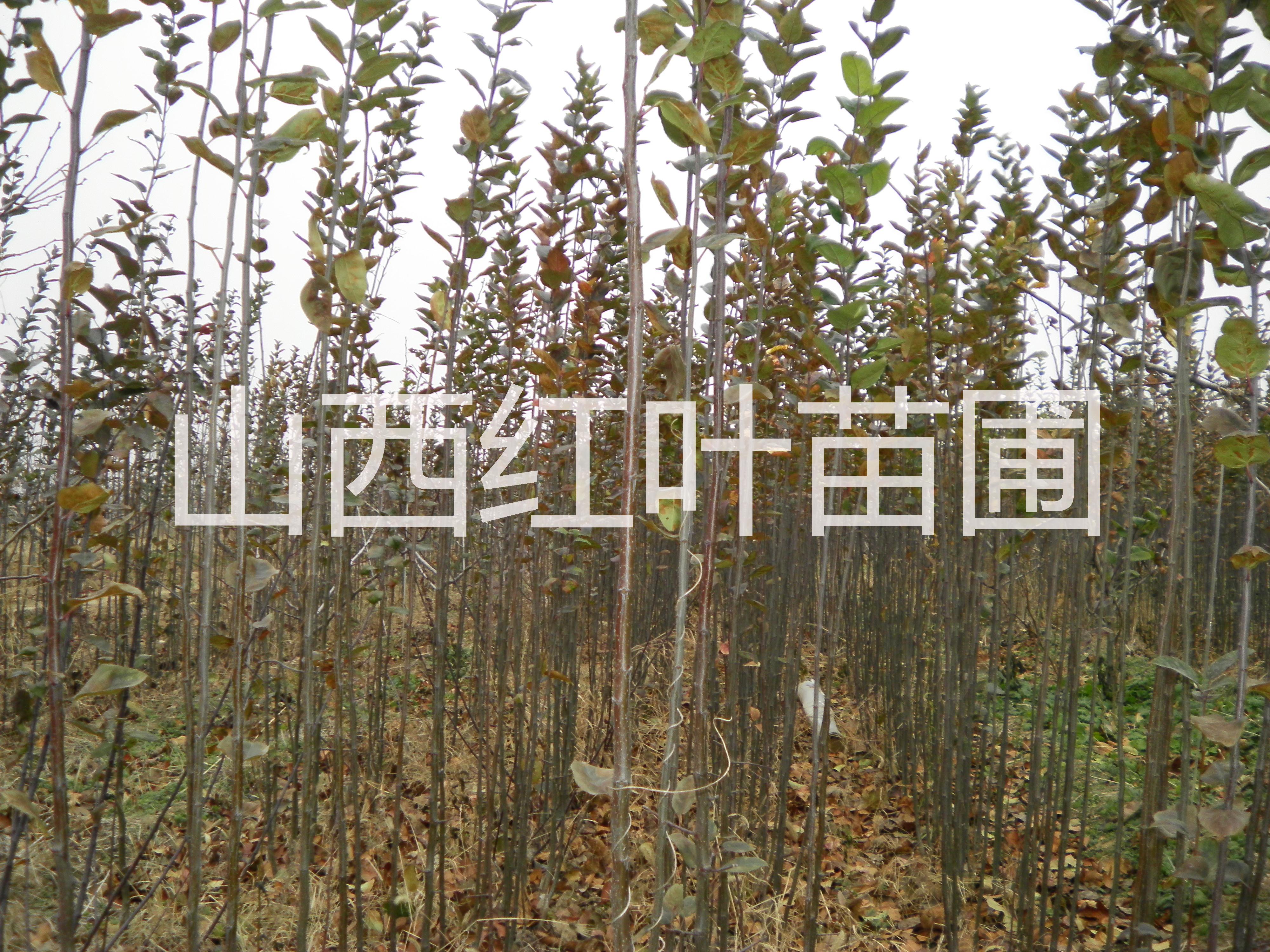 河北苹果苗一颗多少钱，河北苹果苗种植基地