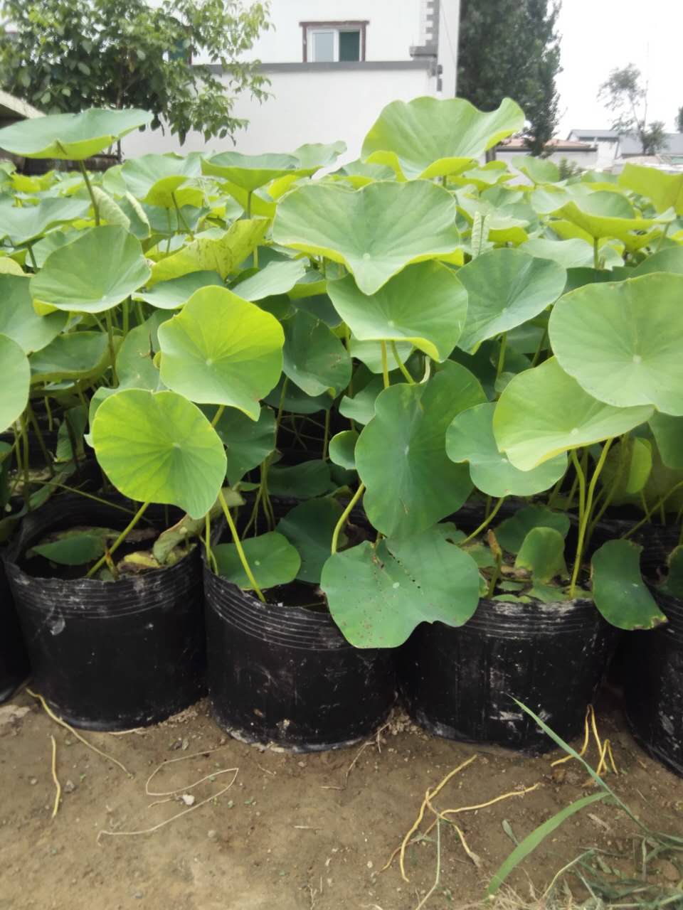 河北安新县水生植物种植美人蕉销售图片