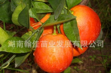 果苗批发适合盆栽果树橙树新品种之塔罗科血橙苗果树苗木批发图片