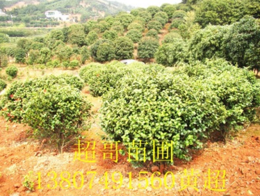 灌木冠幅1-2米茶花球批发