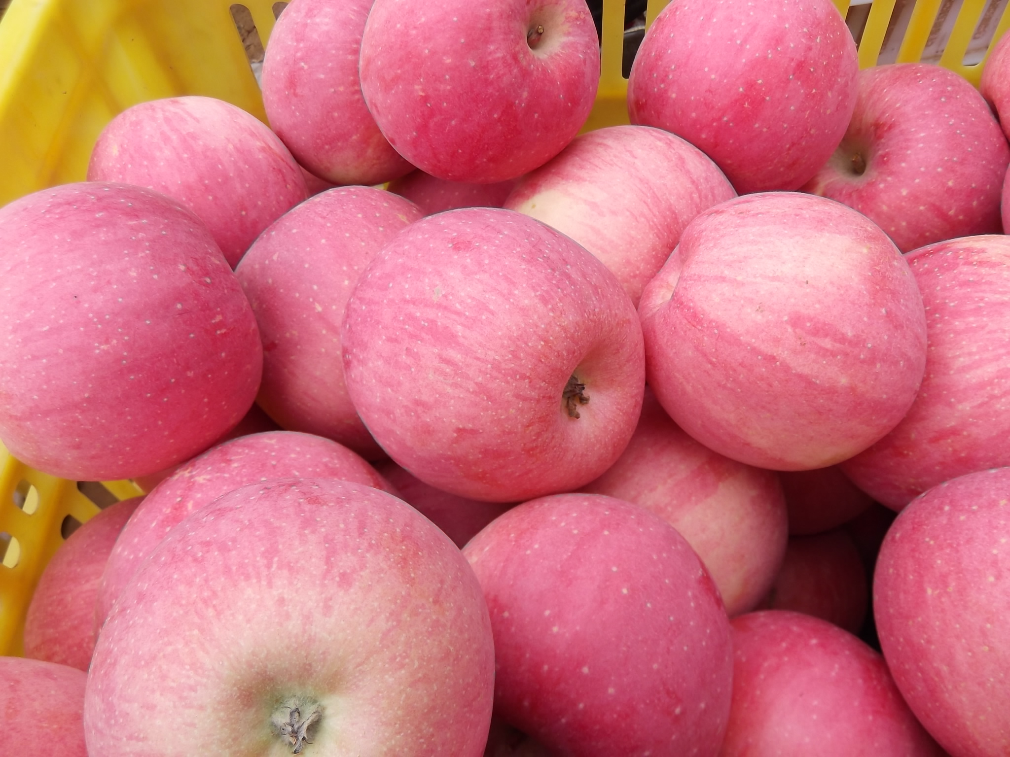 洛川苹果陕西洛川绿色苹果供应洛川苹果红富士精品一级果图片