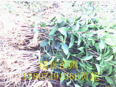 湖南苗圃优质红花丹桂苗高80-150cm丹桂苗批发 绝对正品图片