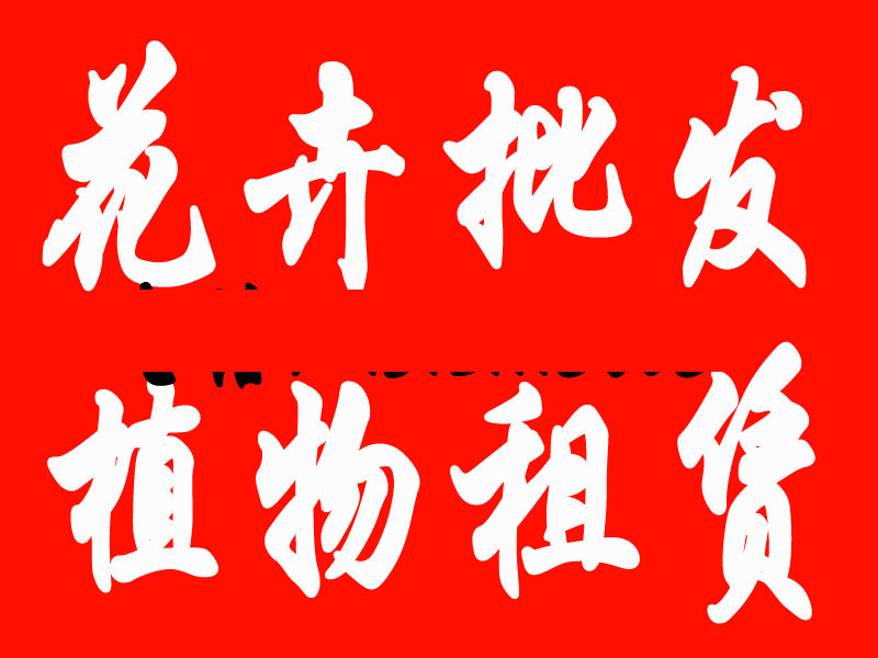 上海市君子兰上海张江办公出租绿植养护租厂家君子兰上海张江办公出租绿植养护租赁酒店公寓绿植花卉