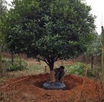 桂花树厂家大量销售桂花树8-50公分桂林桂花树