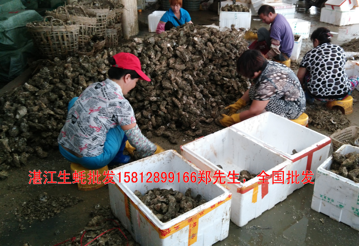 浙江杭州有没湛江生蚝批发中蚝的报价多少湛江生蚝价格图片