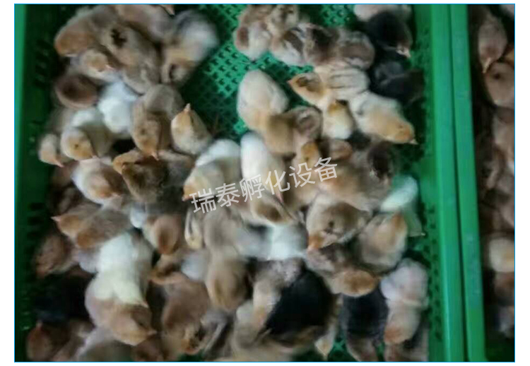 贵州中型孵化机，云南中型孵化机批发，中型孵化机现货