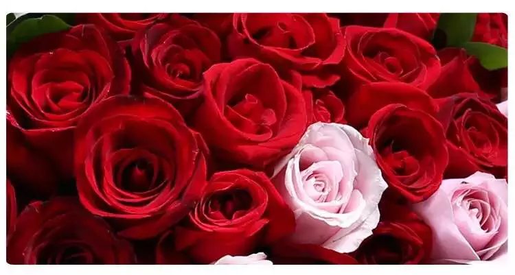 99朵红玫瑰鲜花 生日花束图片