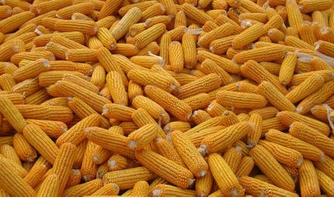 鸡西市玉米厂家黑龙江省虎林市玉米收购   粮食加工
