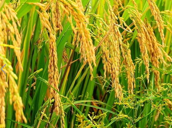 黑龙江97水稻 厂家专业种植销售