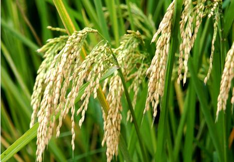 黑龙江97水稻 厂家专业种植销售