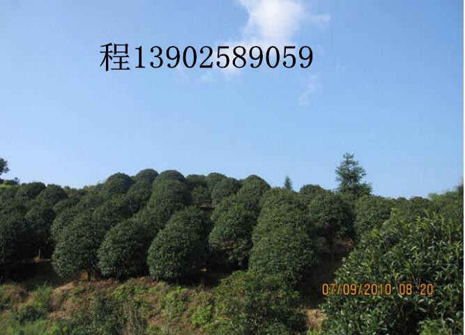 桂林市贵州哪里有桂花树厂家