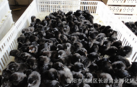 厂家供应黑鸡苗供应 黑鸡苗批发 黑鸡养殖 黑鸡孵化场 养殖苗图片