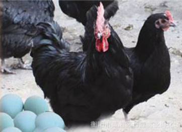 厂家直销乌黑一绿鸡|绿壳蛋鸡苗|黑乌鸡|乌鸡蛋 绿壳|乌鸡鸡苗|衡阳批发图片