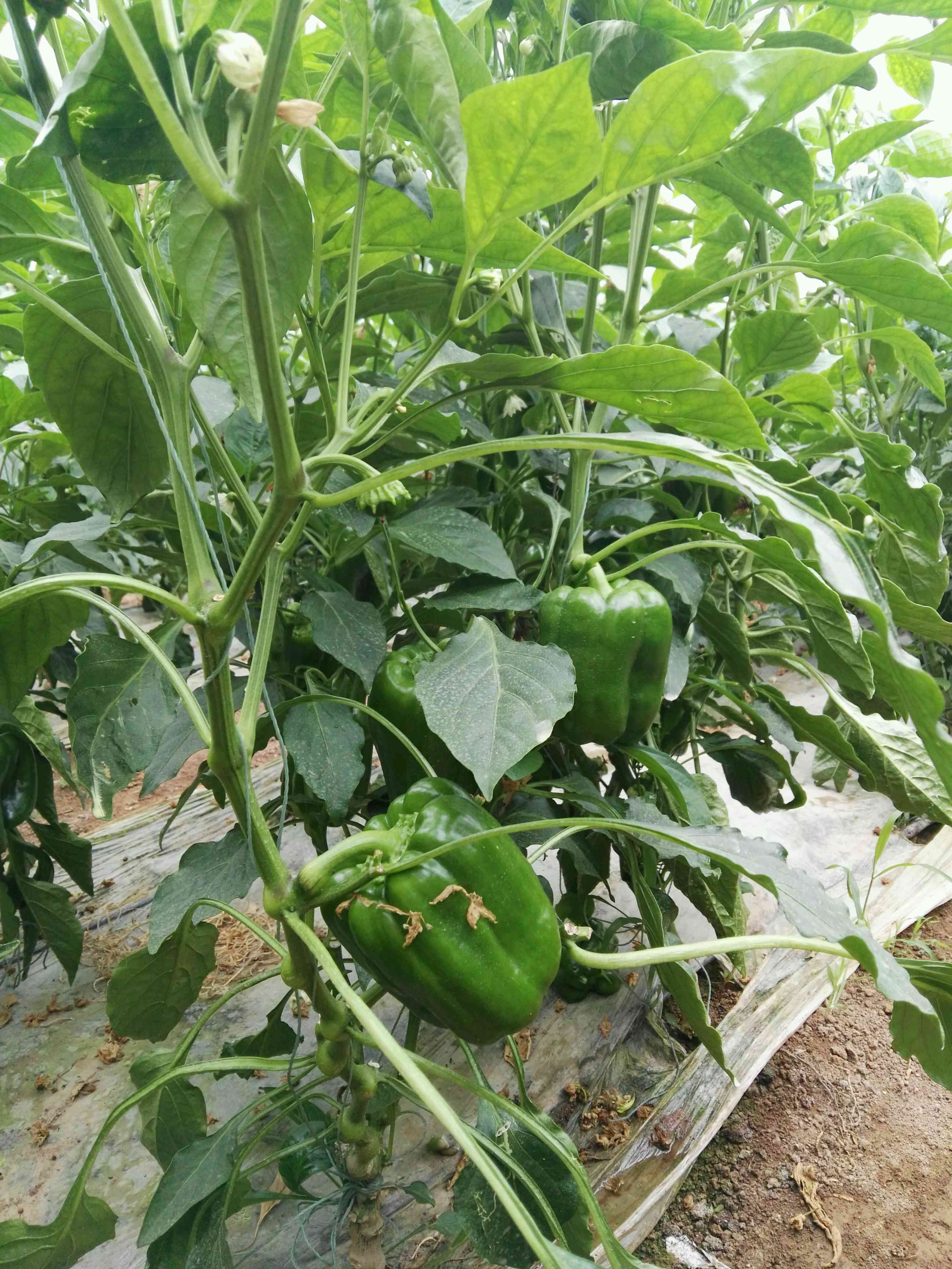 厂家专业销售绿色蔬菜山西青椒
