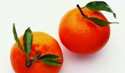 厂家批发金橙蜜柚苗 红皮金柚 金桔柚子苗 金橙蜜柚和平柚苗图片