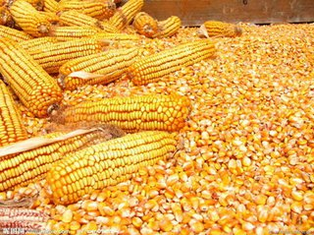 安达市玉米收购  玉米仓储图片