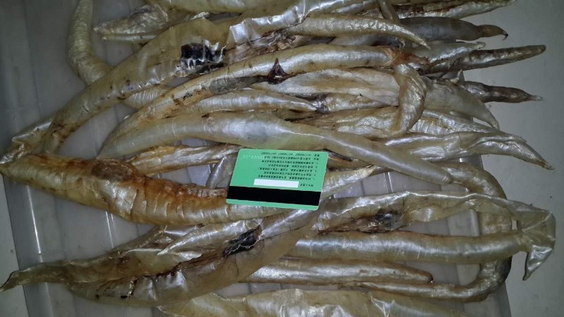 广州海鲜水产品批发市场配送鱿鱼批发