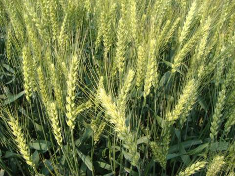 专业种植安徽小麦