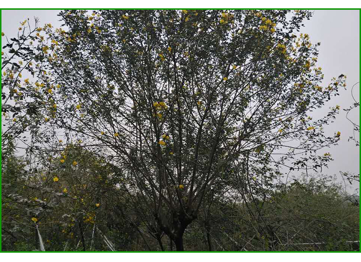 重庆黄花槐  重庆黄花槐种植基地   重庆黄花槐苗  重庆黄花槐价格