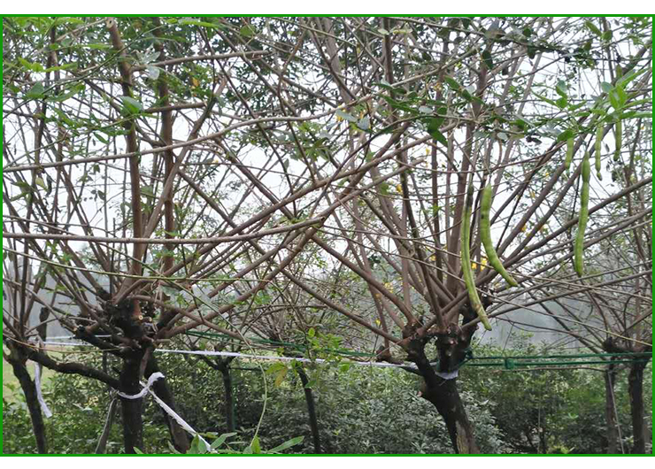 四川黄花槐种植基地，南充黄花槐批发采购，优质黄花槐树苗供应图片