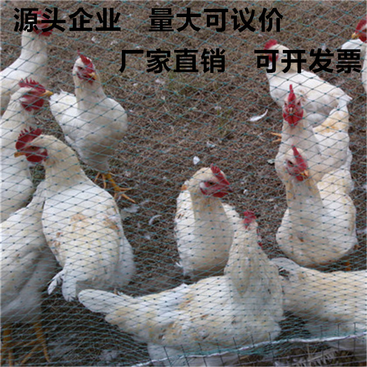厂家直销尼龙养殖网 拦鸡网 圈鸡网 围栏网 爬藤网养鸡网
