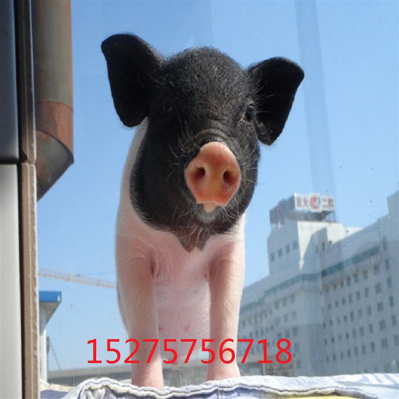 巴马香猪肉价格香猪市场价格巴马香猪肉多少钱一斤北京香猪坊图片