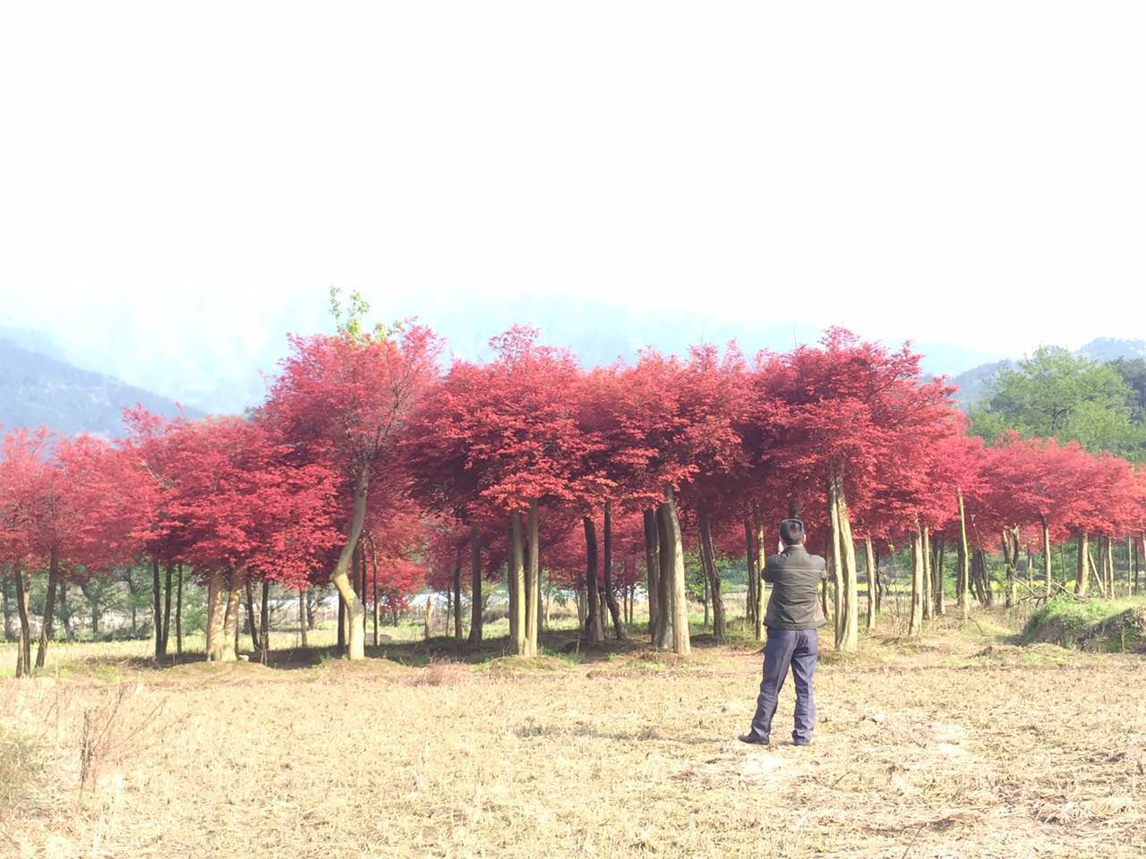 桂林绿化树  红枫