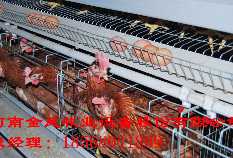 蛋鸡笼，供应厂家生产蛋鸡笼，鸡笼设备，养鸡设备，3层蛋鸡笼，阶梯式蛋鸡笼，自动化蛋鸡笼
