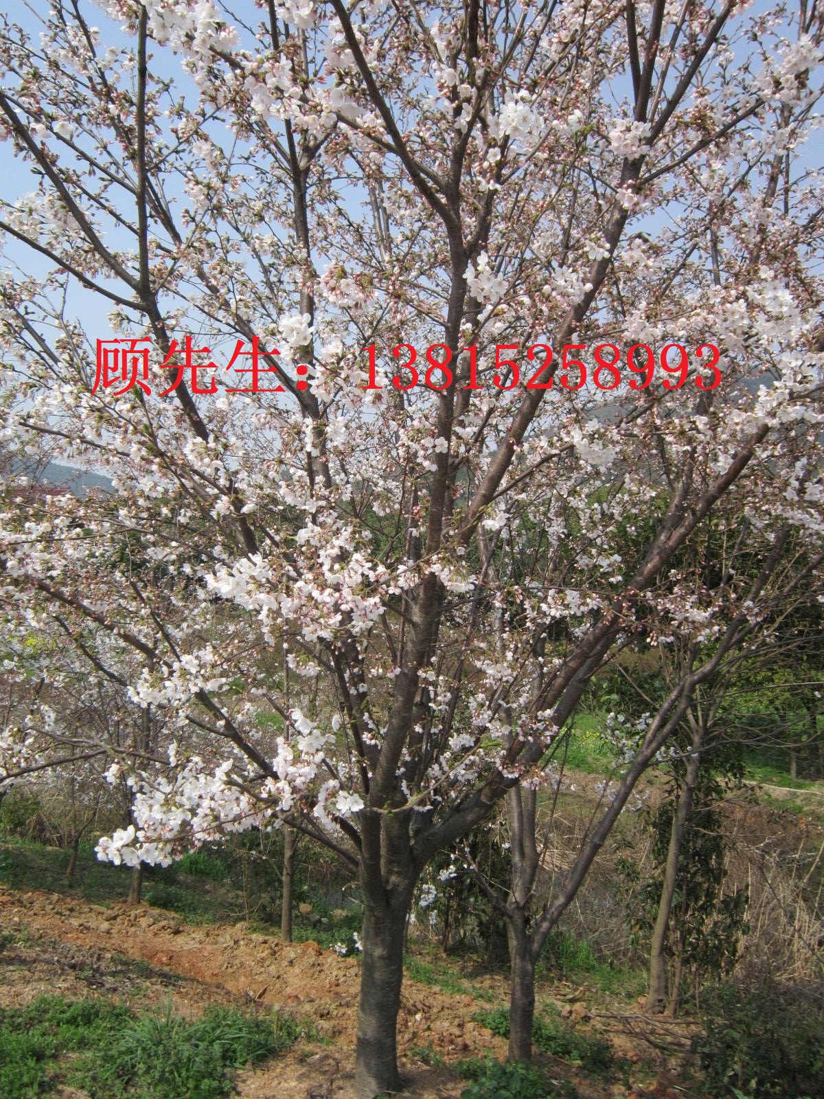 低价批发供应苏州樱花树图片