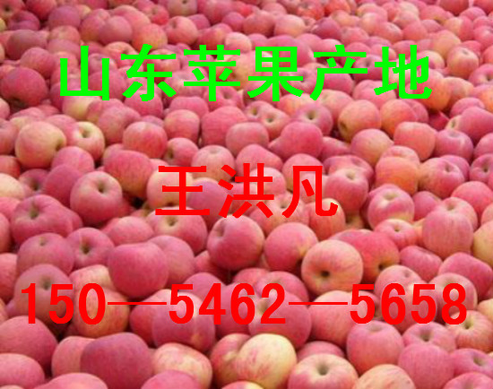 山东红富士苹果大量批发  优质红富士苹果