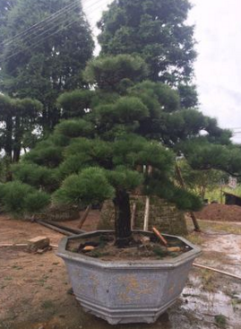 厂家批发供应日本黑松，造型黑松，进口日本黑松，黑松盆景