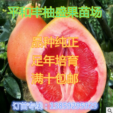 厂家大量供应福建平和琯溪蜜柚苗 两年苗 三红柚子苗 红皮红囊红心柚子种树苗