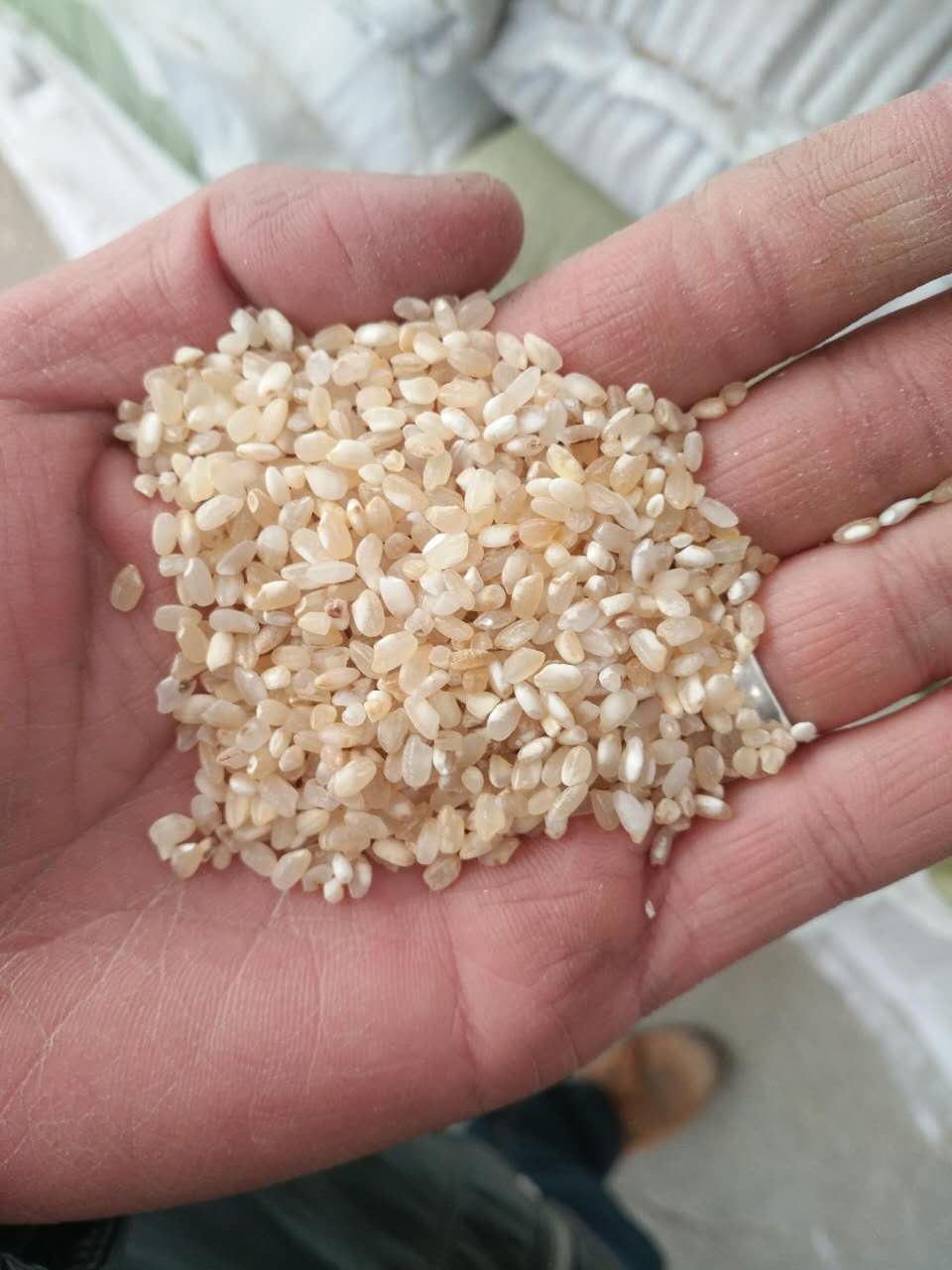 供应用于食品做酒的碎米 酒米 碎米、 酒米 老米、酒米 老米批发 大米副产品