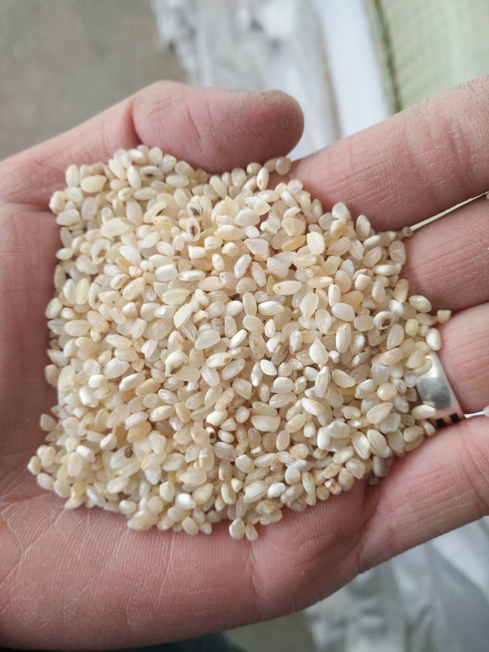 供应用于食品做酒的碎米 酒米 老米 老米生产 老米供应商
