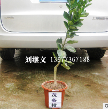 厂家产地直销 优质无菌茂谷柑苗 大量供应果树 嫁接砧木 绿化苗木