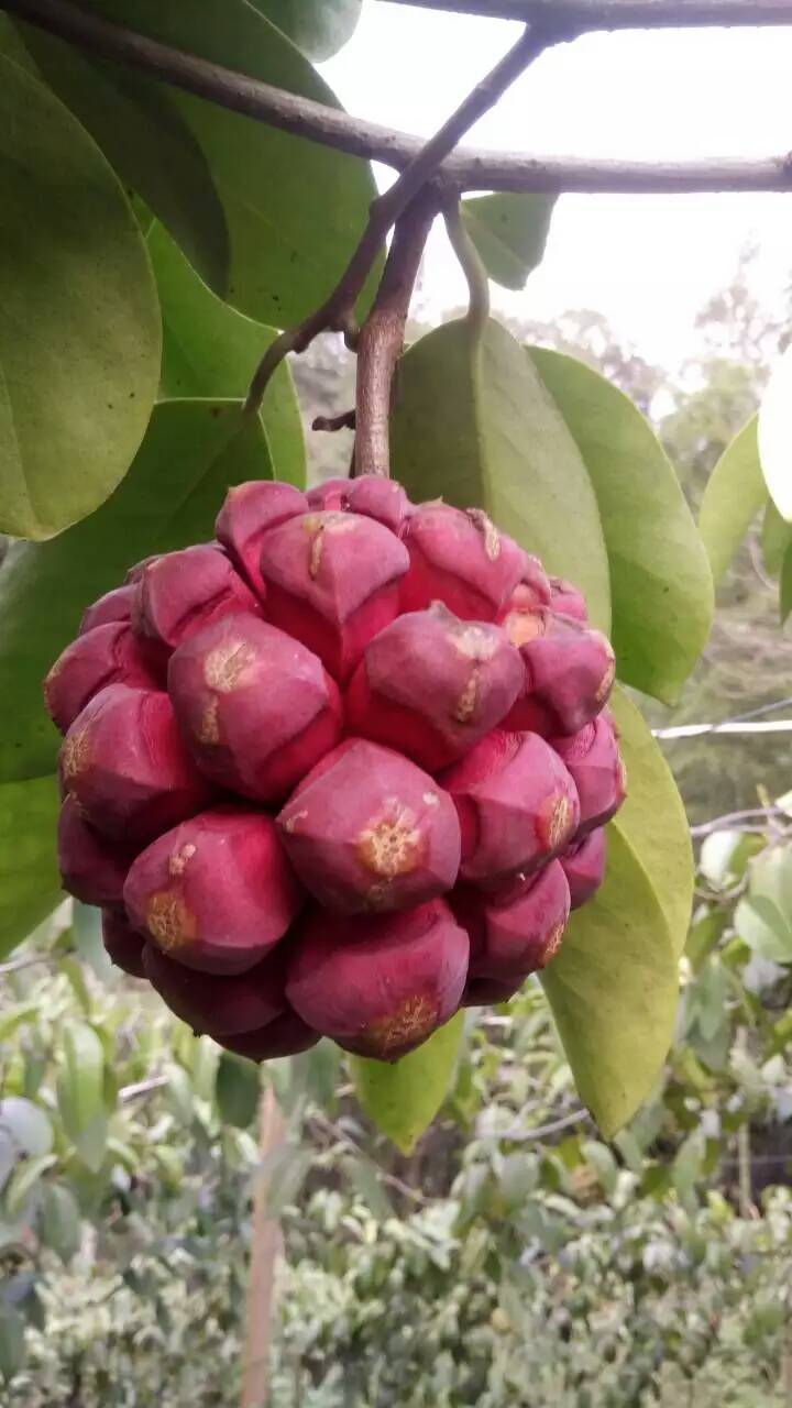 布福娜布福娜种苗，湖南布福娜价格，山珍野生稀有水果布福娜