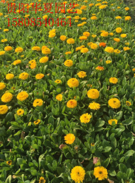 厂家直销金盏菊金盏花耐寒景观庭院阳台盆栽四季绿化花卉草花图片