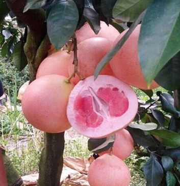厂家直销柚子新品种——红心矮晚柚/湖南三红蜜柚黄金柚子树苗