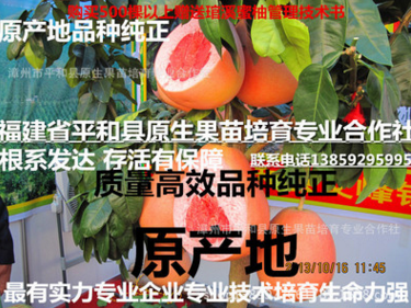 漳州市平和县三红蜜柚厂家