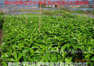 漳州市平和三红蜜柚两年苗厂家