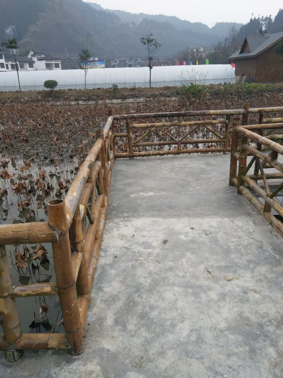 贵州麻鸭 天柱县骡鸭科技繁殖场驻颜养殖麻鸭