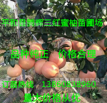 平和县腾辉蜜柚公司
