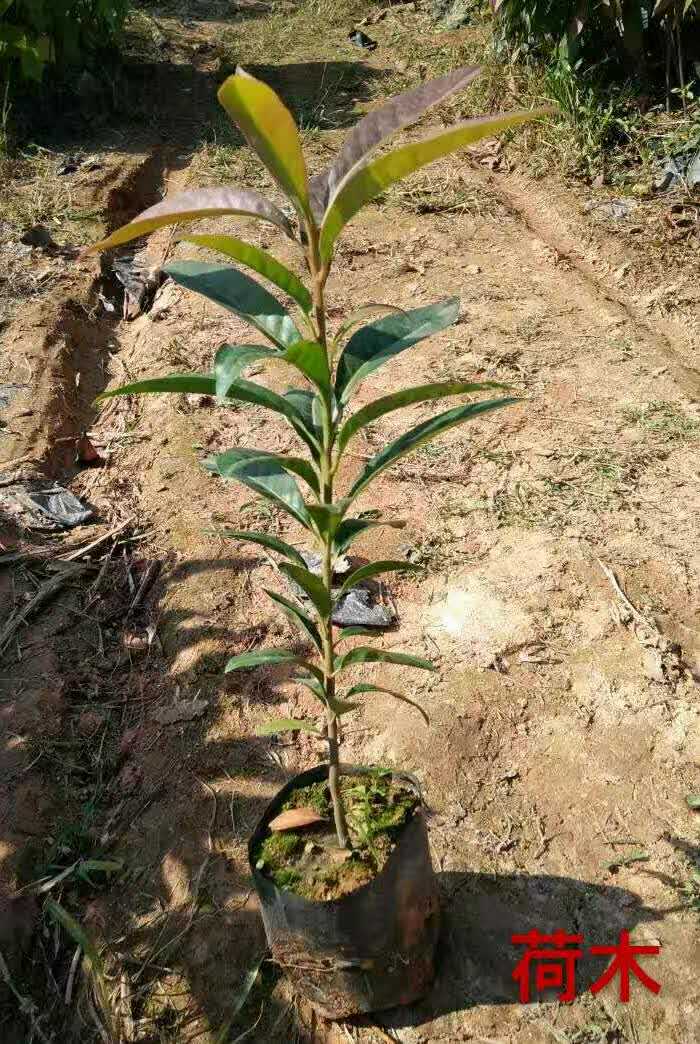 广东木荷苗种植基地，广东木荷苗批发，广东木荷苗批发价格