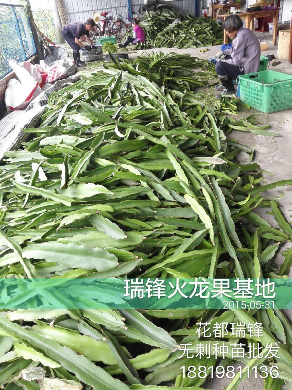 广州市无刺火龙果种苗批发厂家