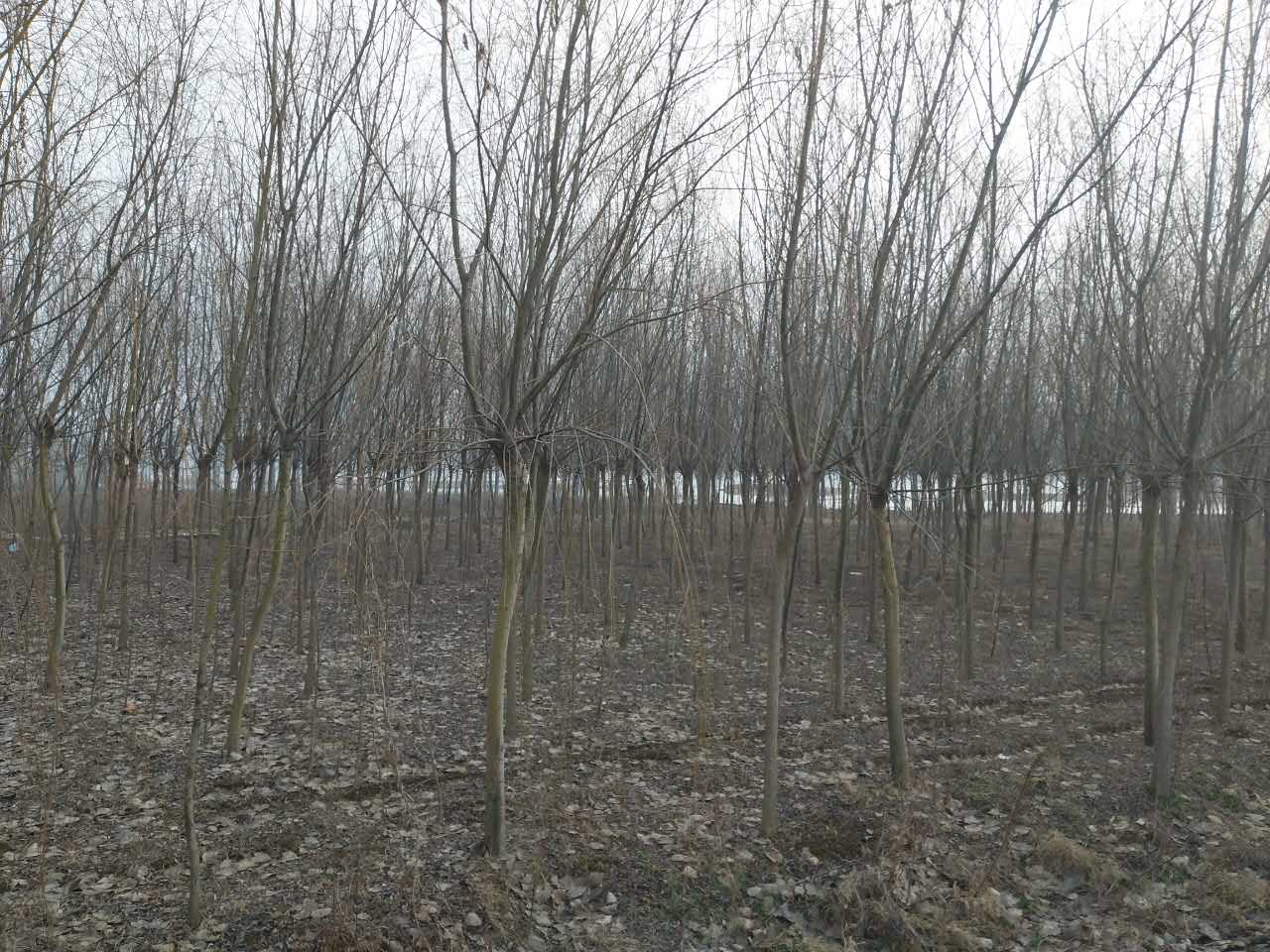 白果，公孙树，鸭脚树，徐州银杏 专供2-80公分银杏树 基地直销