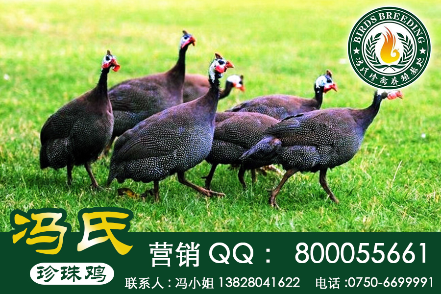 江门市广东冯氏珍珠鸡苗、几内亚鸟养殖技厂家
