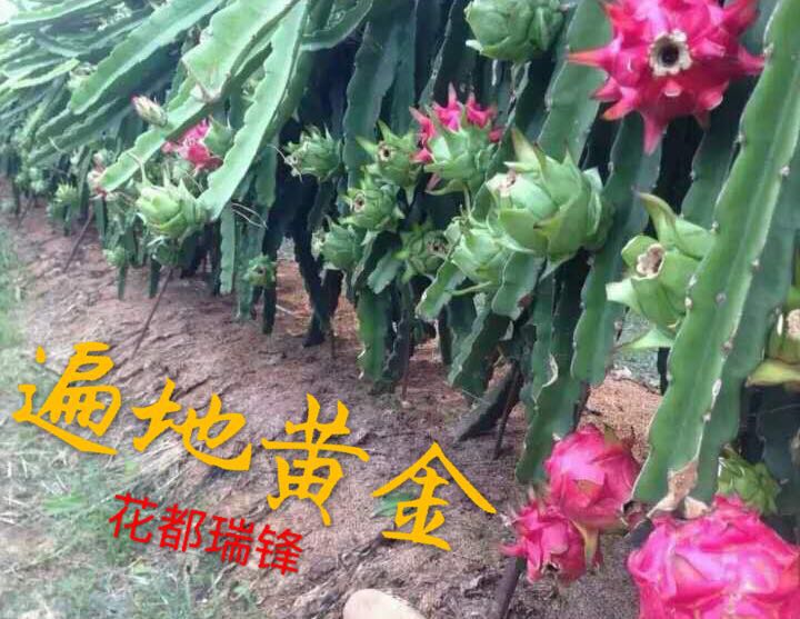 海南火龙果苗，台湾进口红水晶火龙果地栽苗 简易包装